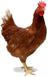 Koiler Chicken Cut