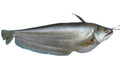 Local Borali Fish (বৰালি মাছ)