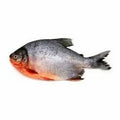 Chanda Fish