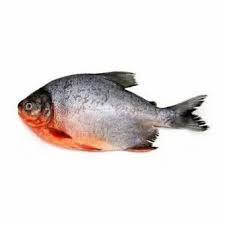 Chanda Fish