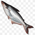 কচ মাছ Kos Fish