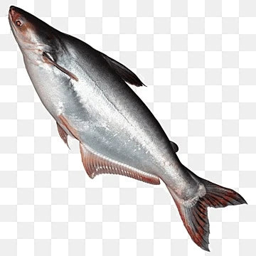 কচ মাছ Kos Fish