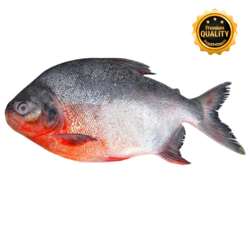 Local Chanda Fish ( Premium)