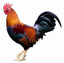 Local Chicken Guta