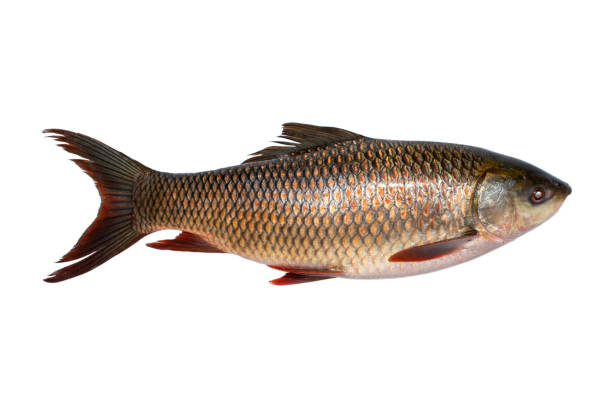 ৰৌ মাছ ( Rohu Fish)